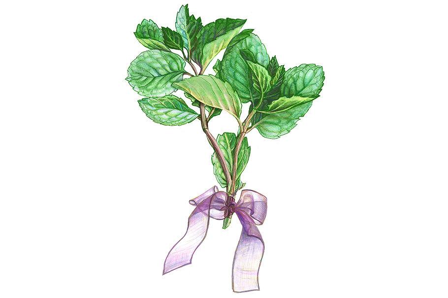 Mint Bouquet Pencil Drawing in Illustrations - product preview 8