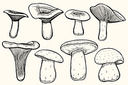Set of mushroom illustration