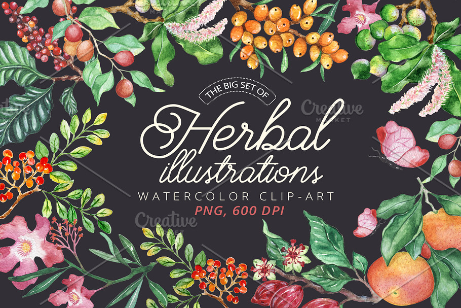 Fruit Herbal - clip-art