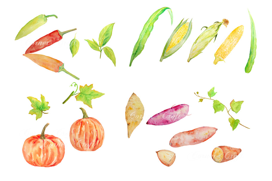 Watercolor Vegetable Collection 4