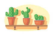 Cacti on wooden shelf