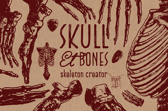 Skeleton Creator - Front & Profile in Illustrations - product preview 3