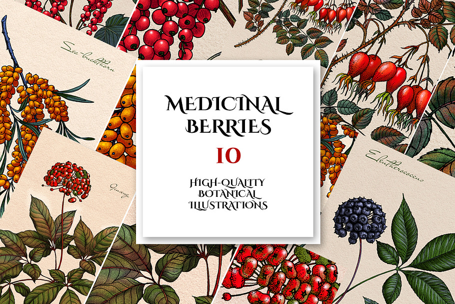 Botanical Illustrations. Berries     in Illustrations - product preview 8