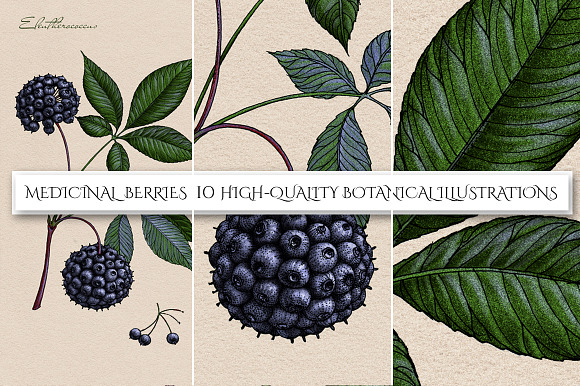 Botanical Illustrations. Berries     in Illustrations - product preview 1