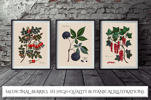 Botanical Illustrations. Berries     in Illustrations - product preview 2
