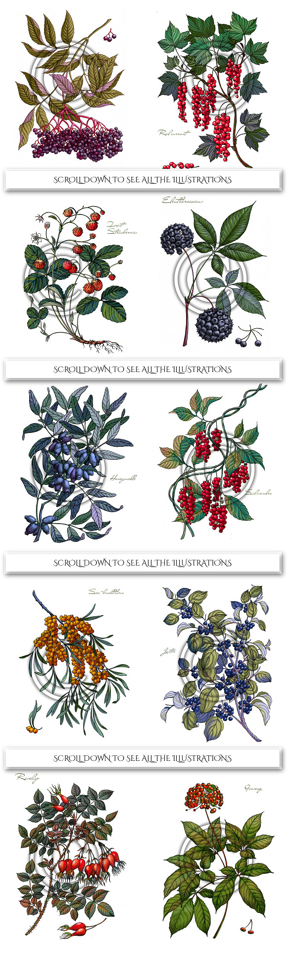 Botanical Illustrations. Berries     in Illustrations - product preview 3