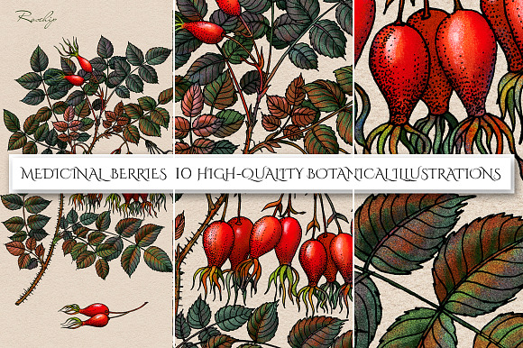 Botanical Illustrations. Berries     in Illustrations - product preview 4