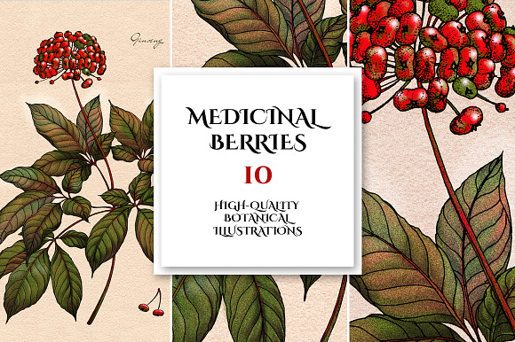 Botanical Illustrations. Berries     in Illustrations - product preview 5