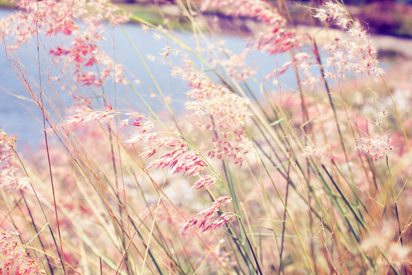 Pink grass field with retro filter | High-Quality Nature Stock Photos ...