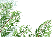 Palm leaves on white background