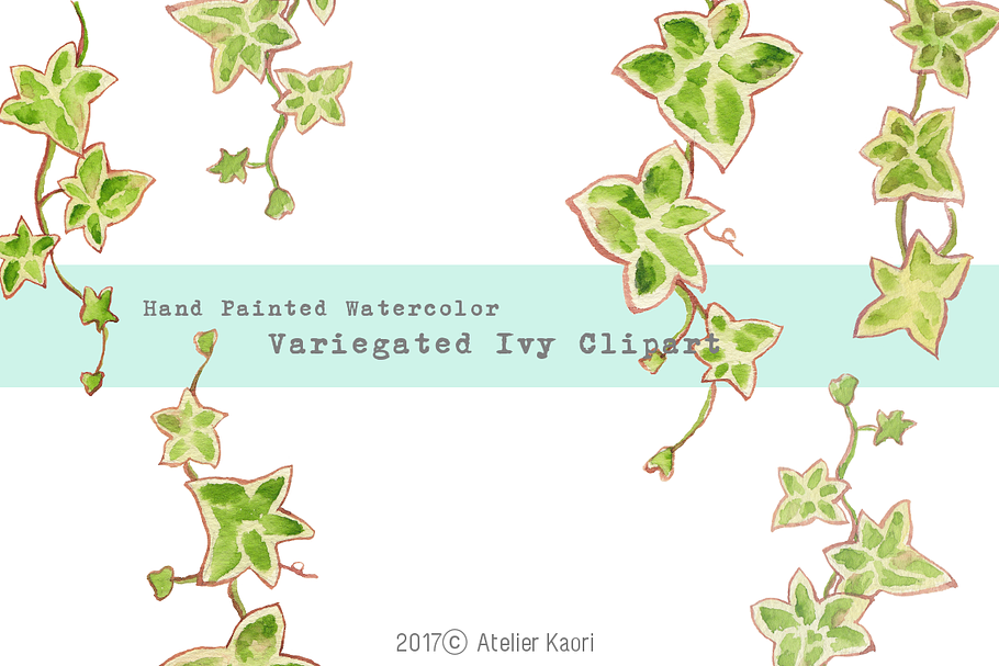 Variegated Ivy Clipart