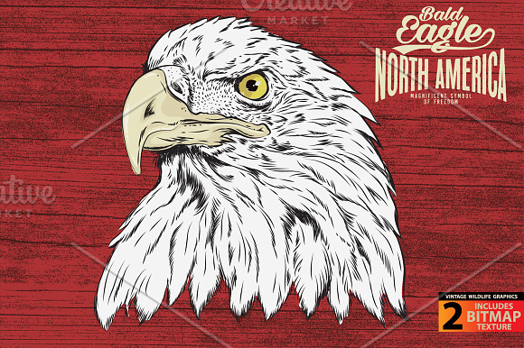 BALD EAGLE - Vector illustration in Illustrations - product preview 1