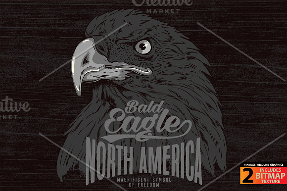 BALD EAGLE - Vector illustration in Illustrations - product preview 2