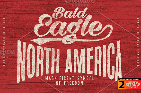 BALD EAGLE - Vector illustration in Illustrations - product preview 3