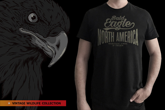 BALD EAGLE - Vector illustration in Illustrations - product preview 5