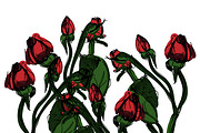 Roses illustration