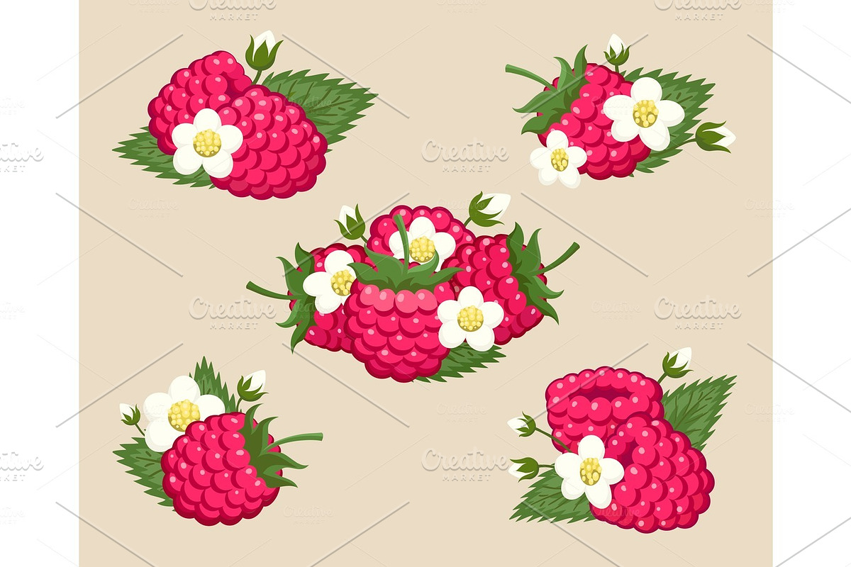 Raspberry with leaves and flowers in Illustrations - product preview 8