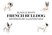 Black and White French Bulldogs