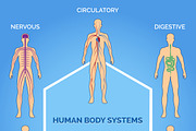 Vector human body systems