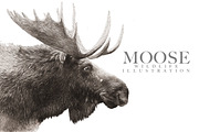 Moose Wildlife Illustration