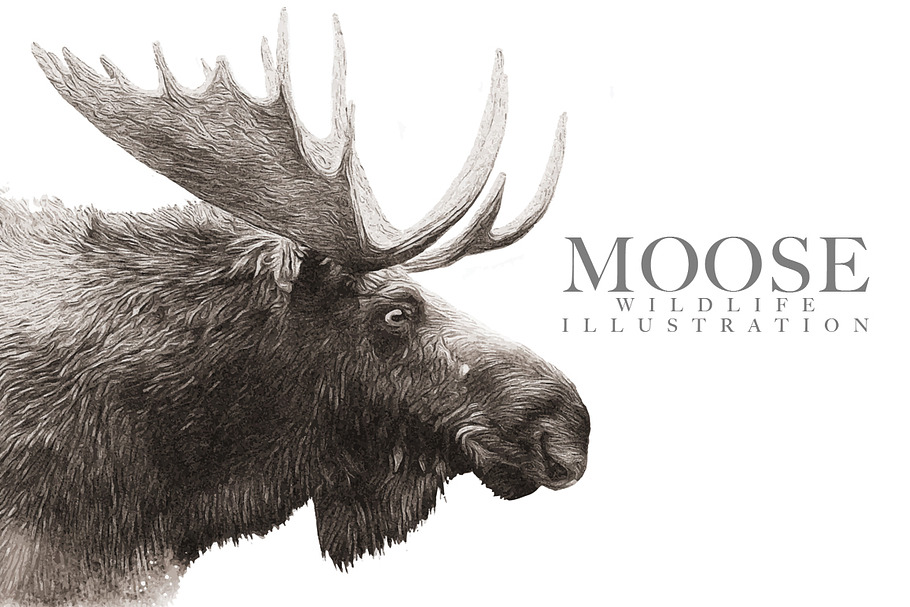 Moose Wildlife Illustration