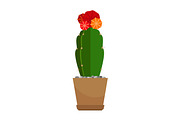 Cactus with red flower in pot