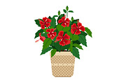 Hibiscus house plant in flower pot