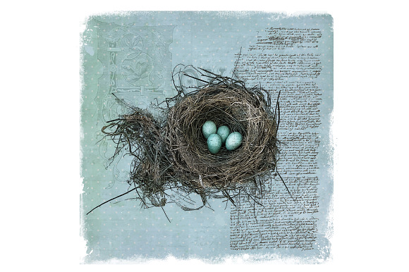 Robin's Nest Vector Illustration in Illustrations - product preview 1