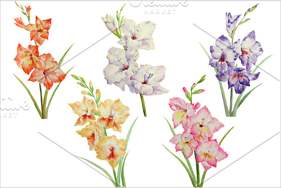 Watercolor Clipart Gladiolus in Illustrations - product preview 1