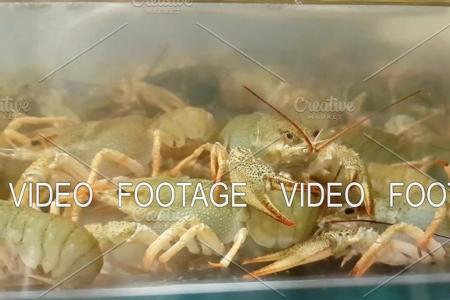 Live crayfish in aquarium. Crawfish in water