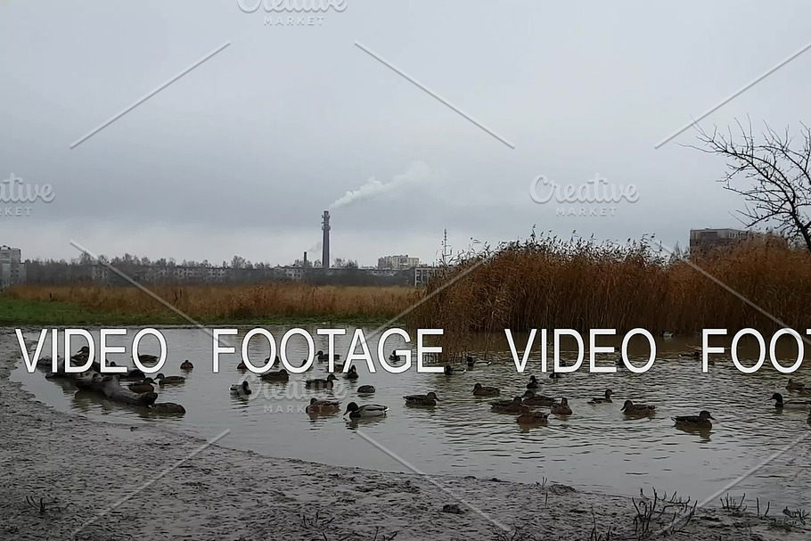 Wild ducks and geese swimming in the autumn pond in Graphics - product preview 8