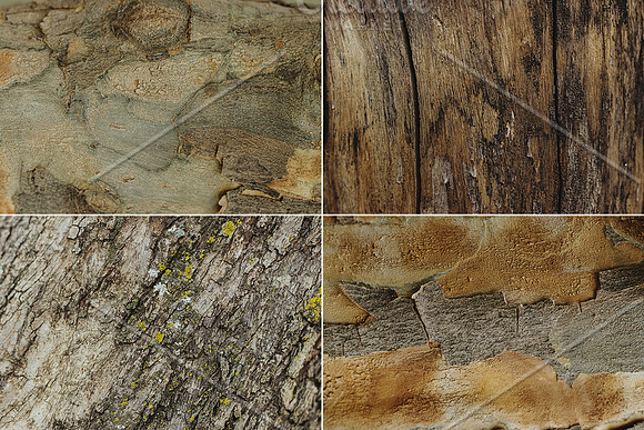 Natural Textures of Wood & Bark in Textures - product preview 1