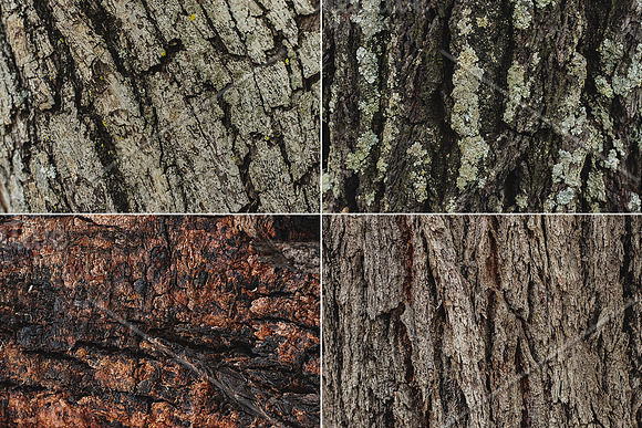 Natural Textures of Wood & Bark in Textures - product preview 3
