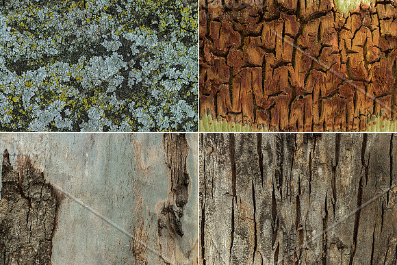 Natural Textures of Wood & Bark in Textures - product preview 5