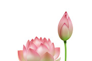 Pink lotus flower bud