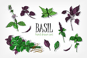 Set of basil plant