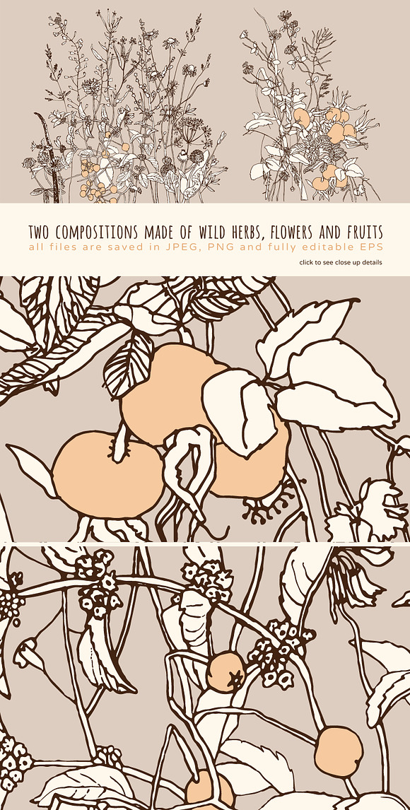 Wild Herbs, vol.2 in Illustrations - product preview 1