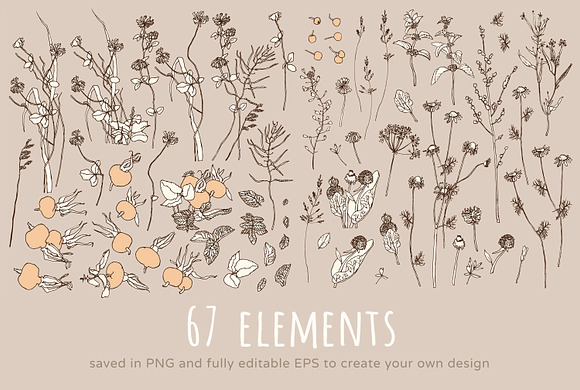 Wild Herbs, vol.2 in Illustrations - product preview 3