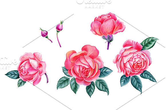 Roses in Illustrations - product preview 1