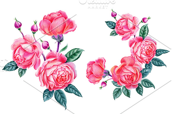 Roses in Illustrations - product preview 2