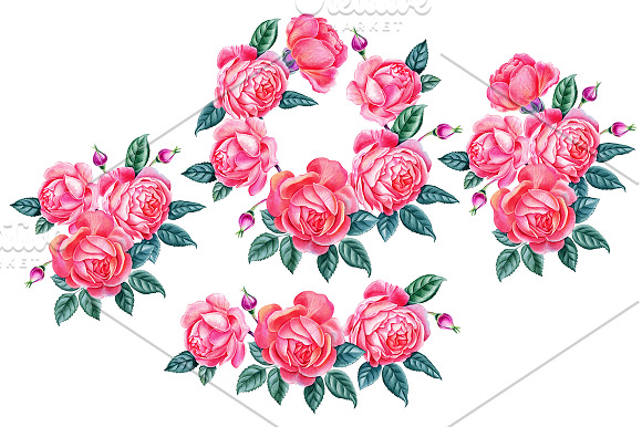 Roses in Illustrations - product preview 4