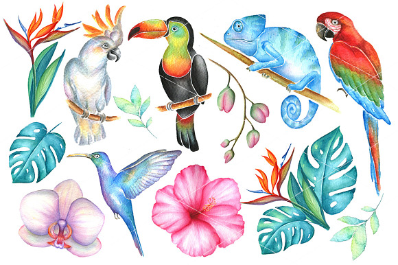 Big tropical bundle in Illustrations - product preview 4