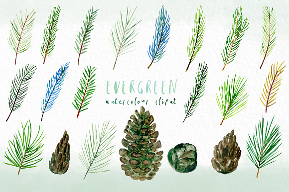 Pine. Watercolor clipart in Illustrations - product preview 2