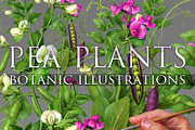 Pea Plants. Botanic Illustrations