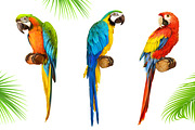 Ara parrot. Macaw. Vector