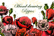 Beautiful Hand drawing poppies