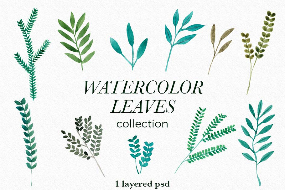 Leaves collection in Illustrations - product preview 8