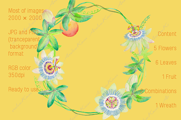 Passionflower Clipart in Illustrations - product preview 1
