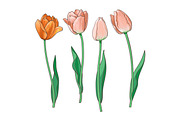 Hand drawn set of side view red, pink tulip flower