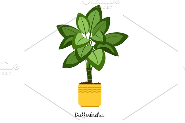 Dieffenbachia plant in pot